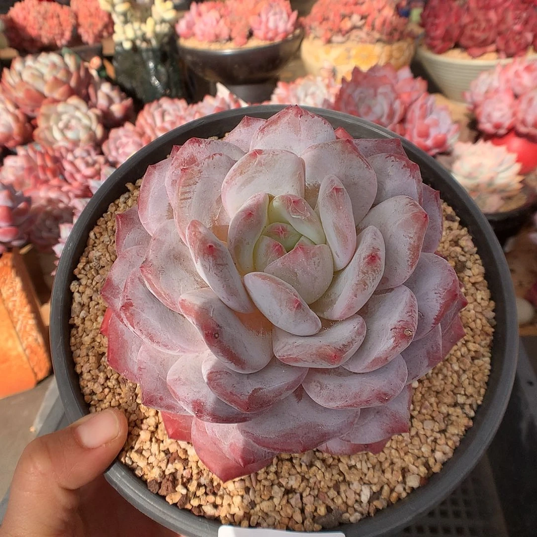 775蒙克多肉植物一物一拍