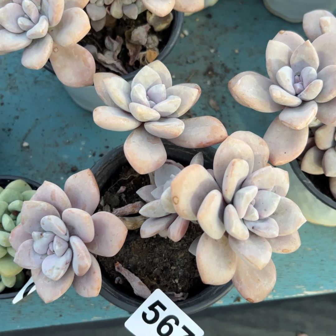 567 多肉植物组合盆栽