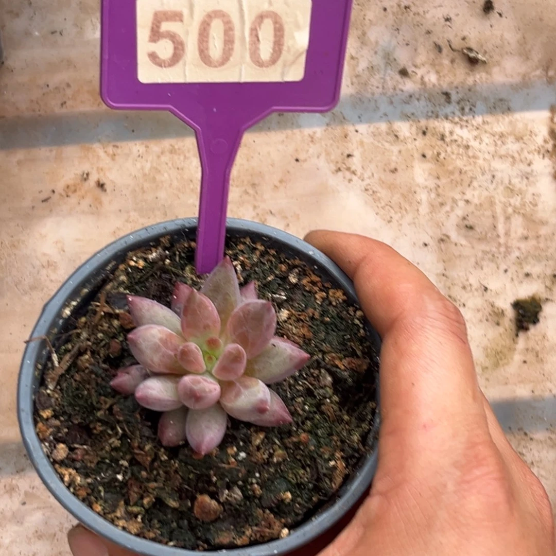 多肉植物虞美人焦糖500