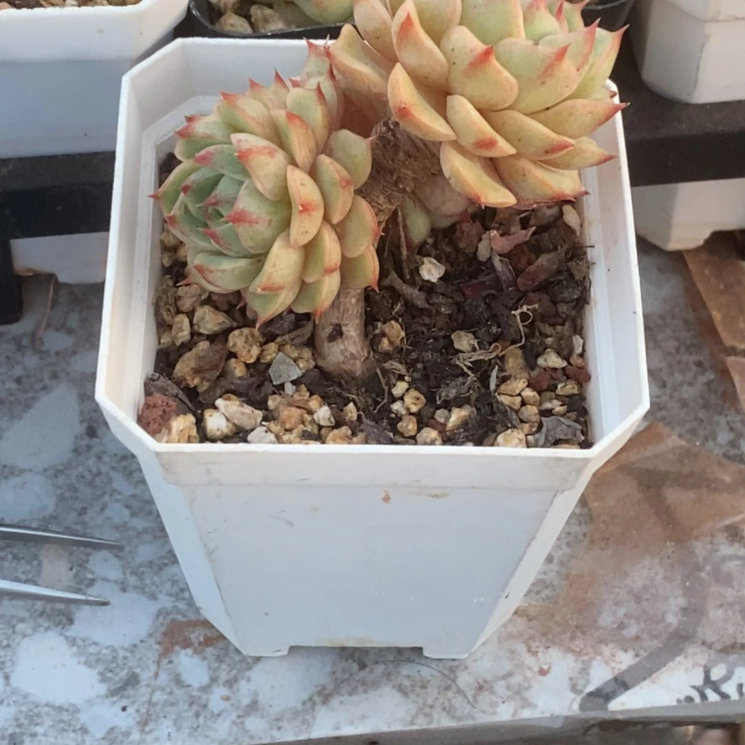 用****6本巴蒂斯一物一拍