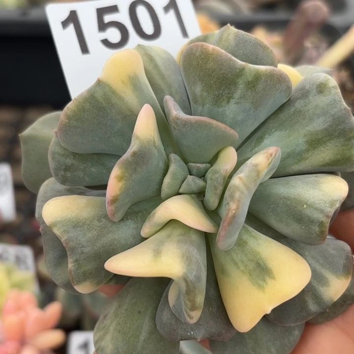 头盖锦满18包邮当场凑单凑不满发顺丰到付