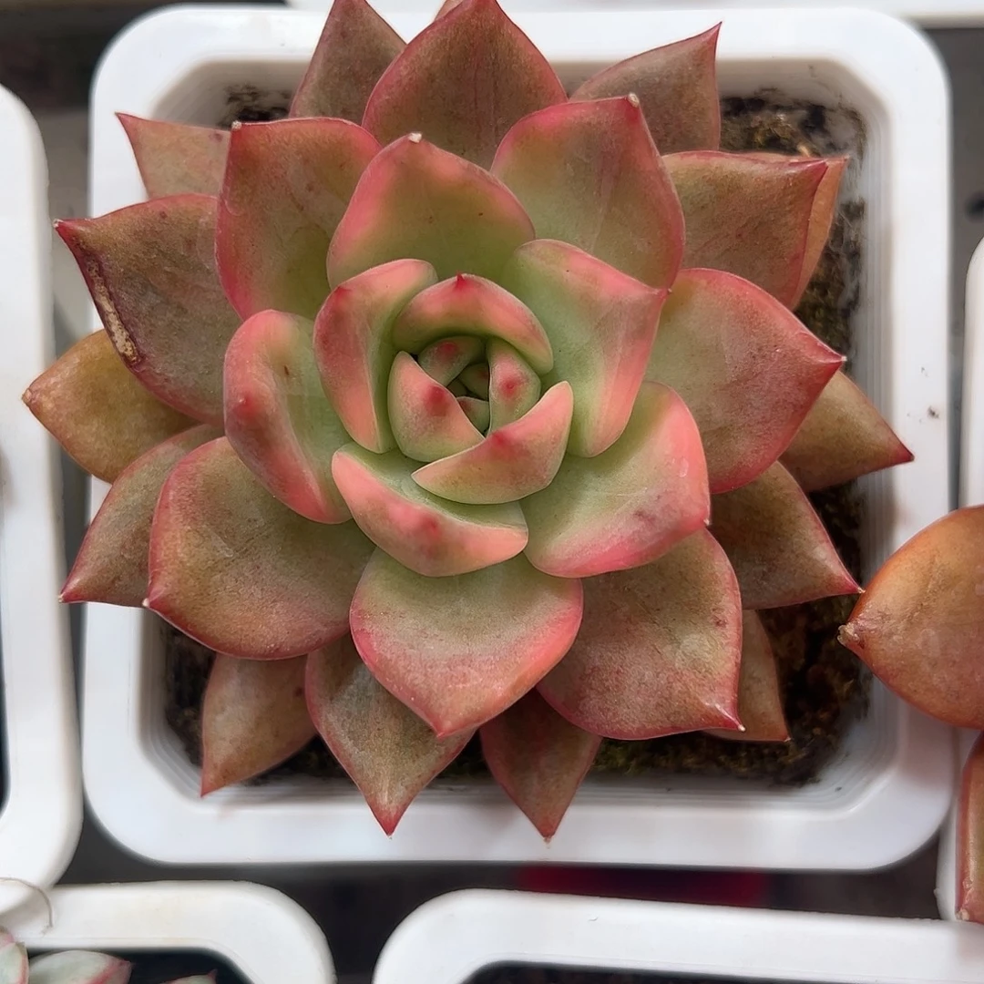 卡梅拉锦多肉植物