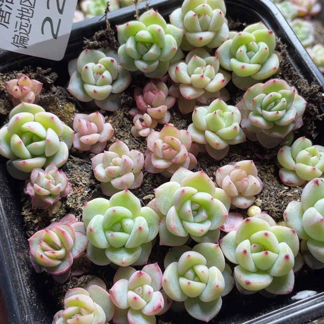 AZ珍妮混一物一拍224