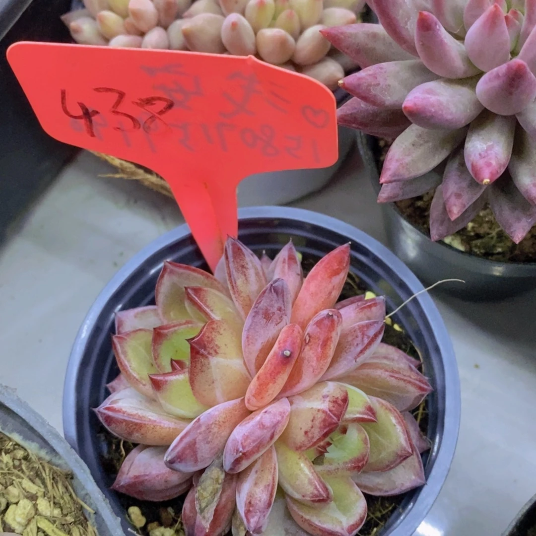 开心多肉，专场4开始了，5给1