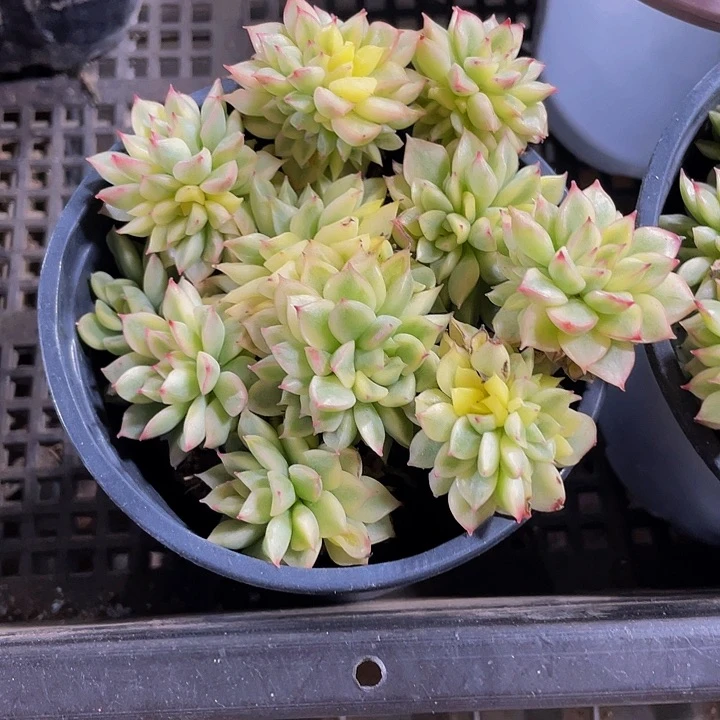 90盆女雏锦带盆土发