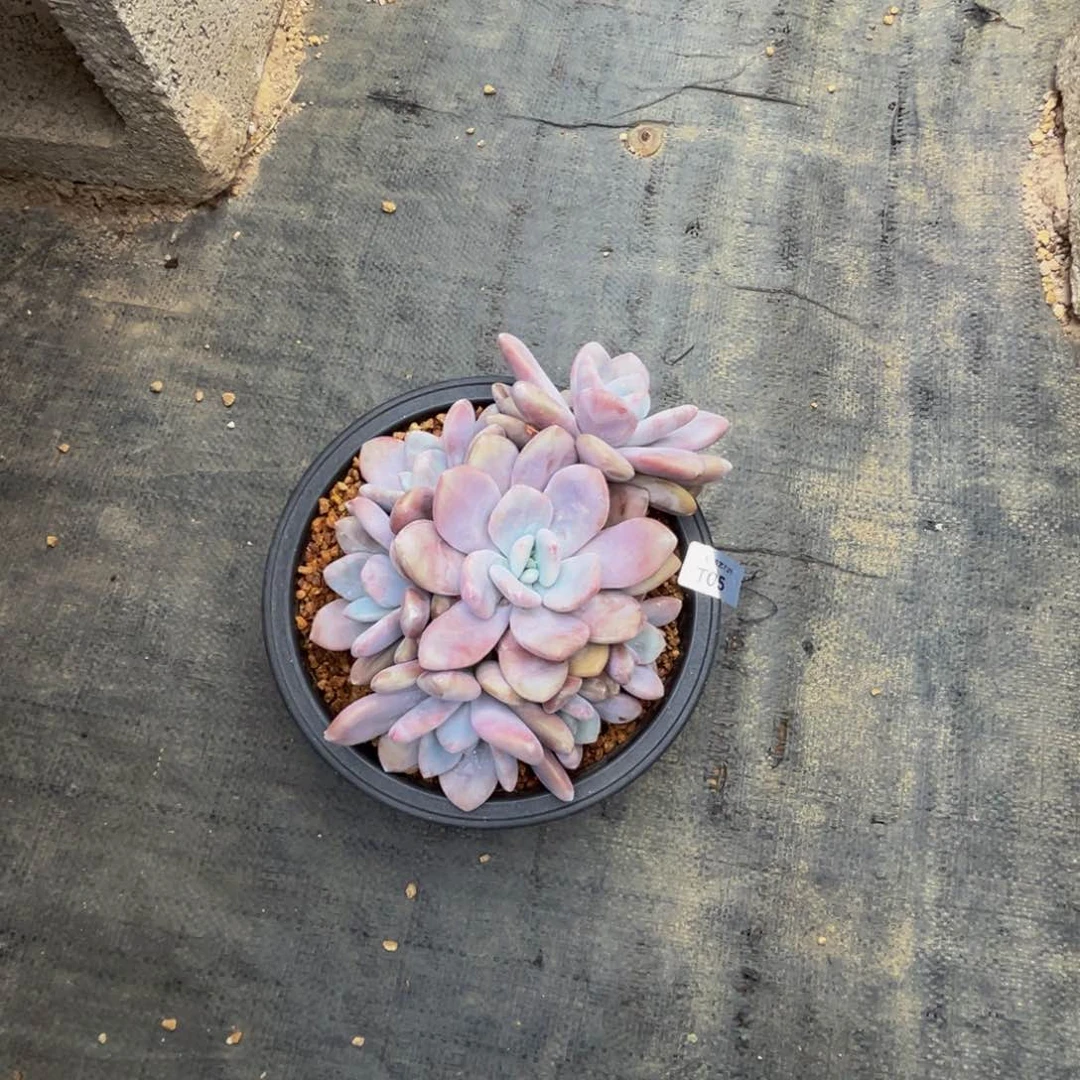 t5粉兔群生无砍的呀