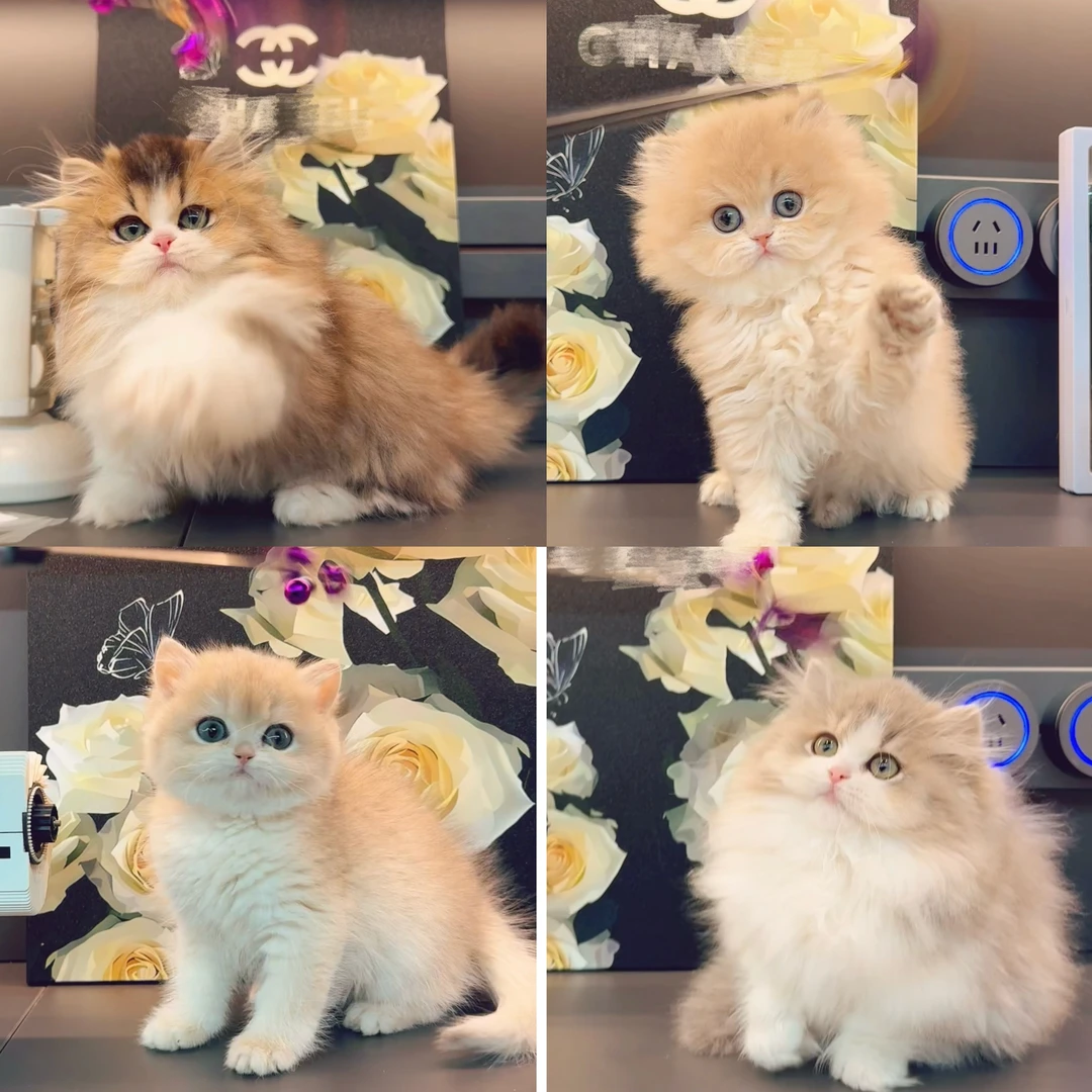 【金诺富宠】活体猫咪