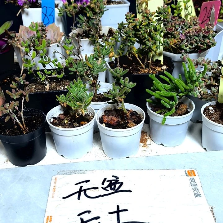 满9元包邮，，八颗不同枝干老苗