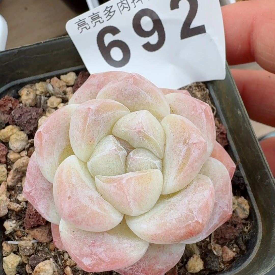 开播福利         精品多肉