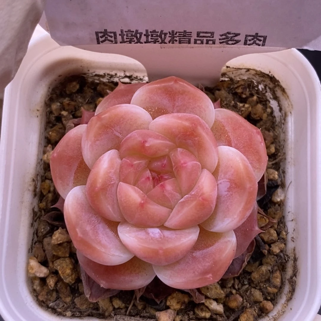 【闪购商品】24-48