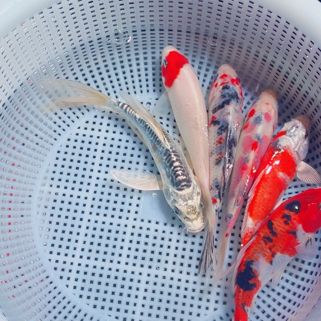 锦鲤锦鲤观赏鱼1111