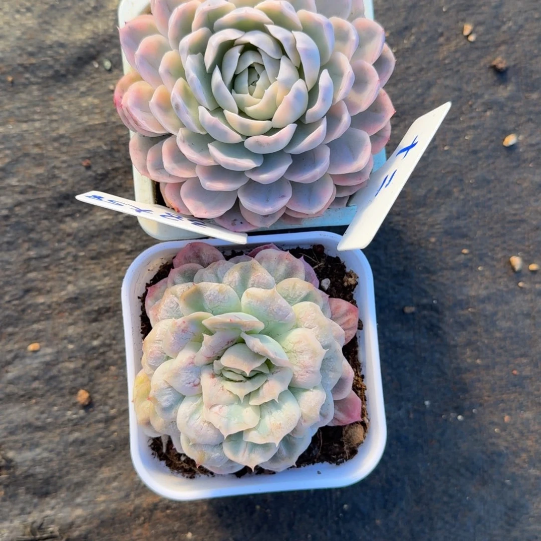 十***二无花朵肉肉肉肉肉肉肉肉肉