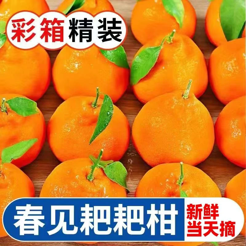 【新鲜水果】正宗四川春见耙耙柑现摘现发整箱包邮应季水果