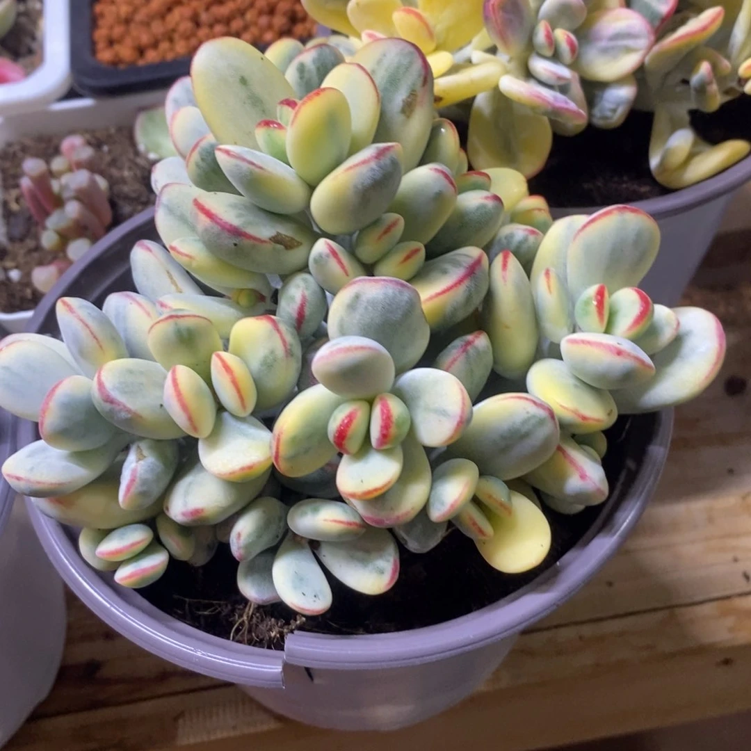 凉**…凉生 多肉植物