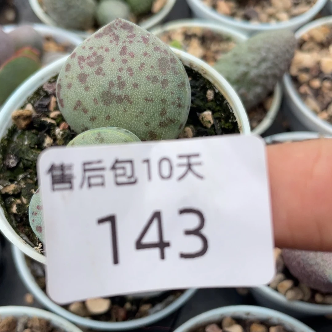 福利。  福利天。