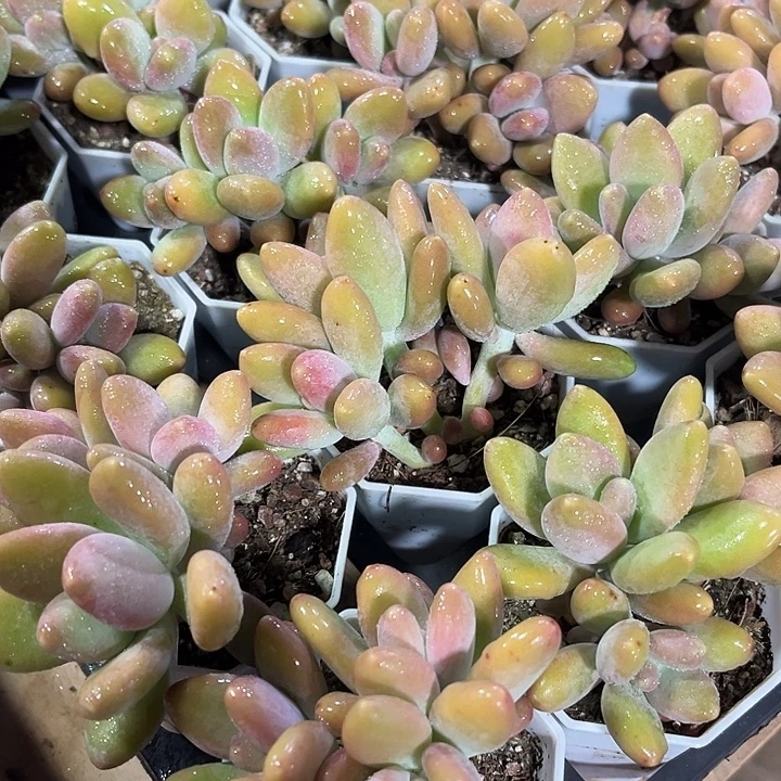 2棵精品芒果奶多肉植物