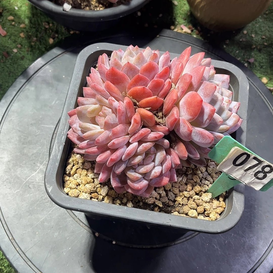 杨***哥橙梦露多肉植物保护078