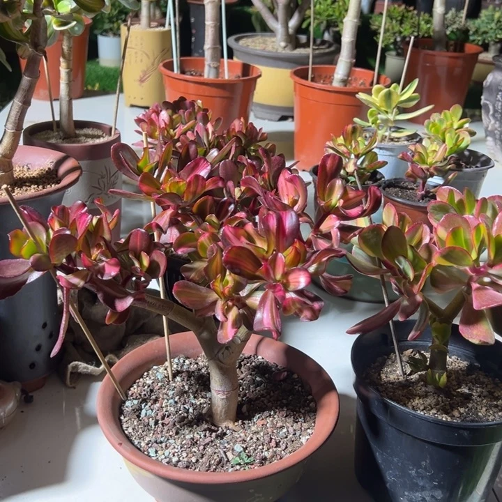 吉**作8571卷叶中斑脱土发