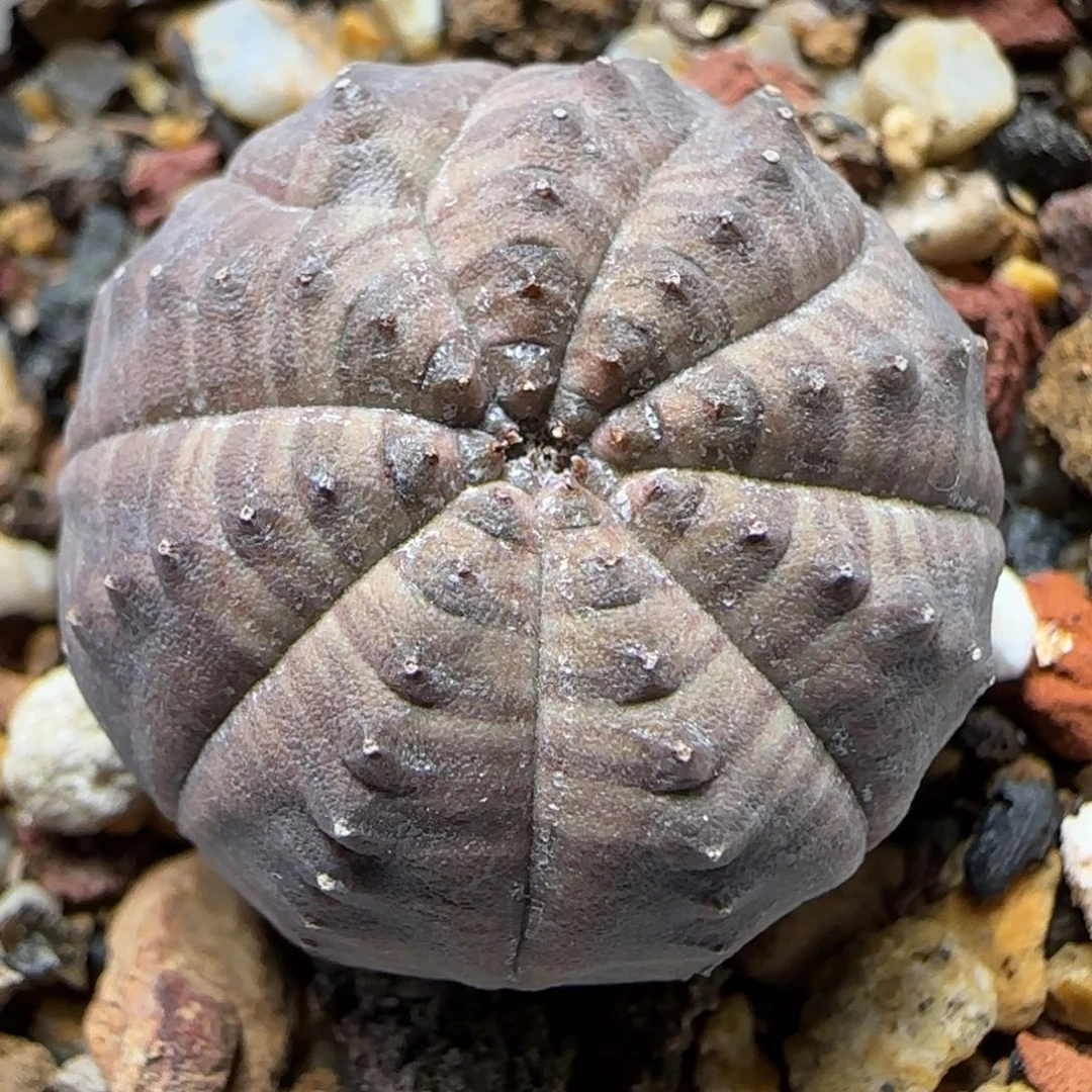 420实生龟甲欧布多肉2.6厘米