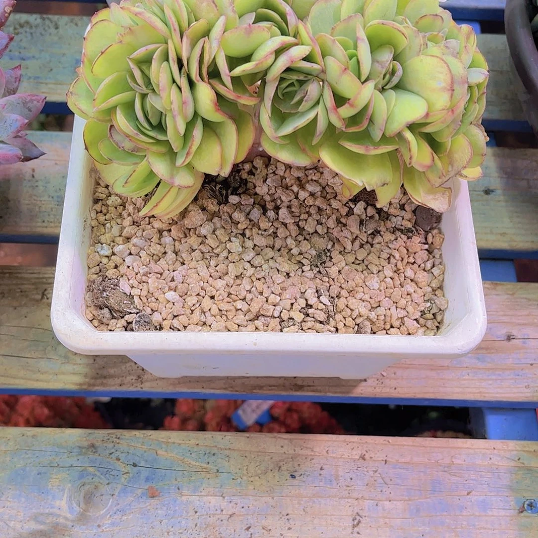 恰***动碧桃Ａ907号一物一拍