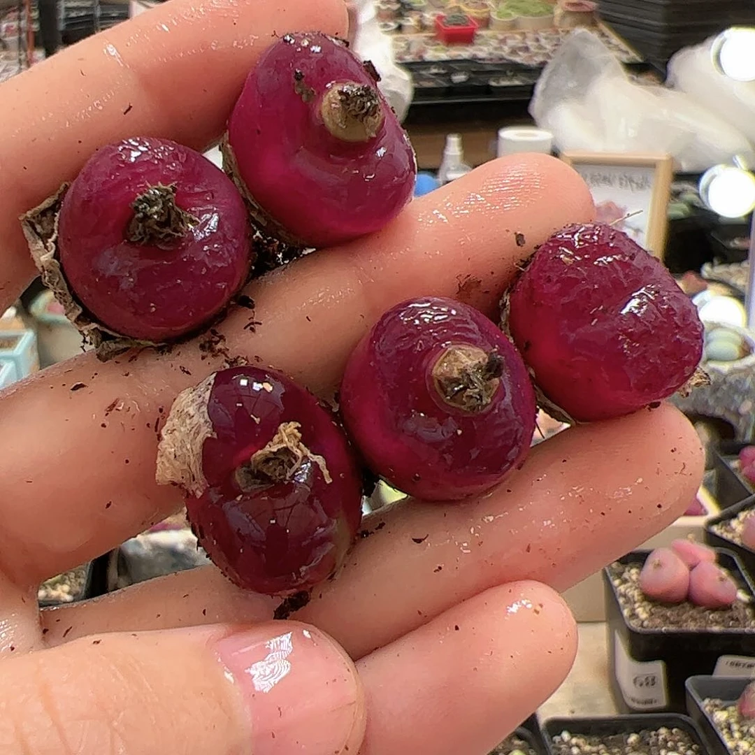 【闪购商品】299 车厘子x5