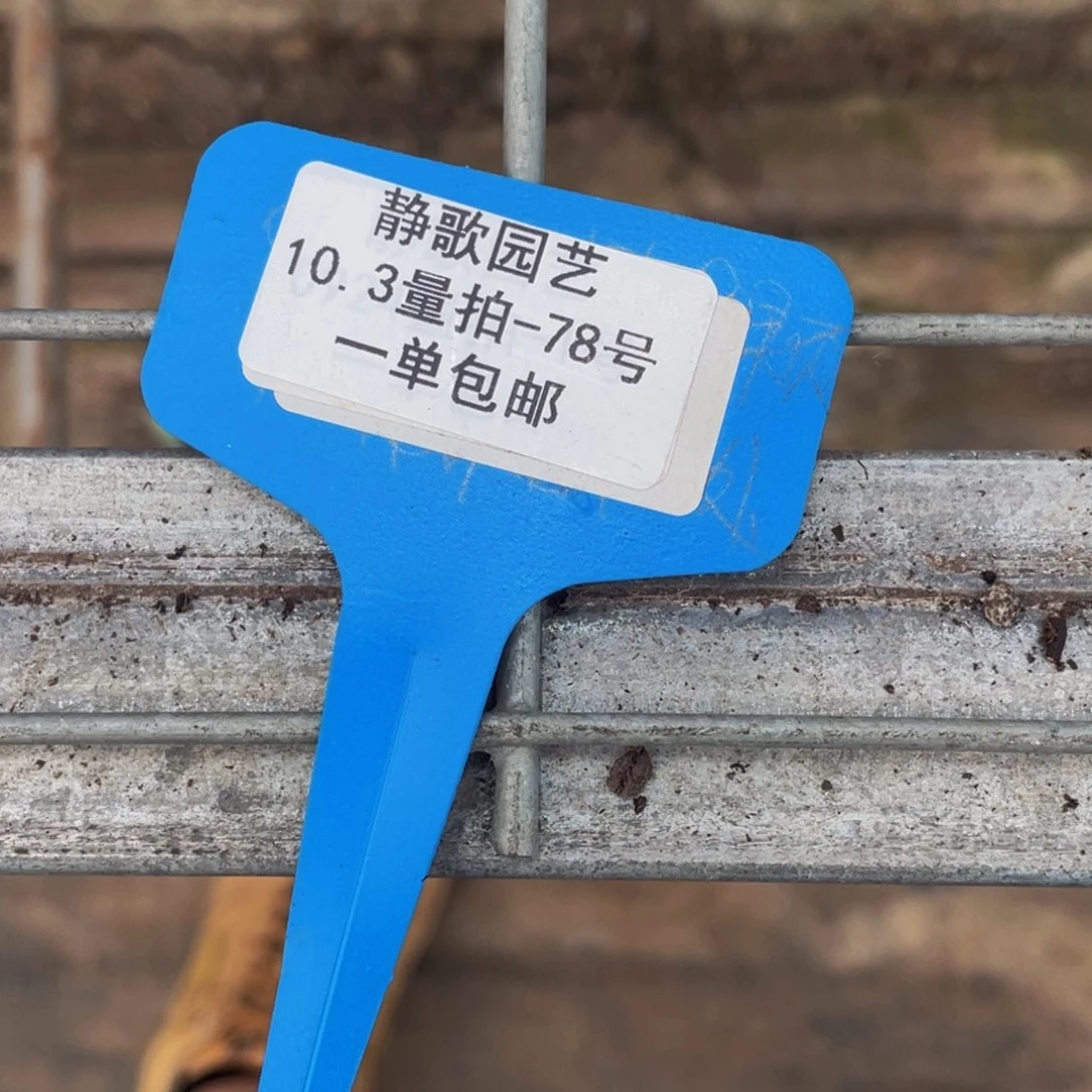 ****1003-78-缀化一颗福利一颗