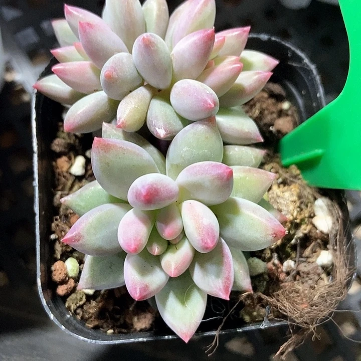多肉植物虞美人719