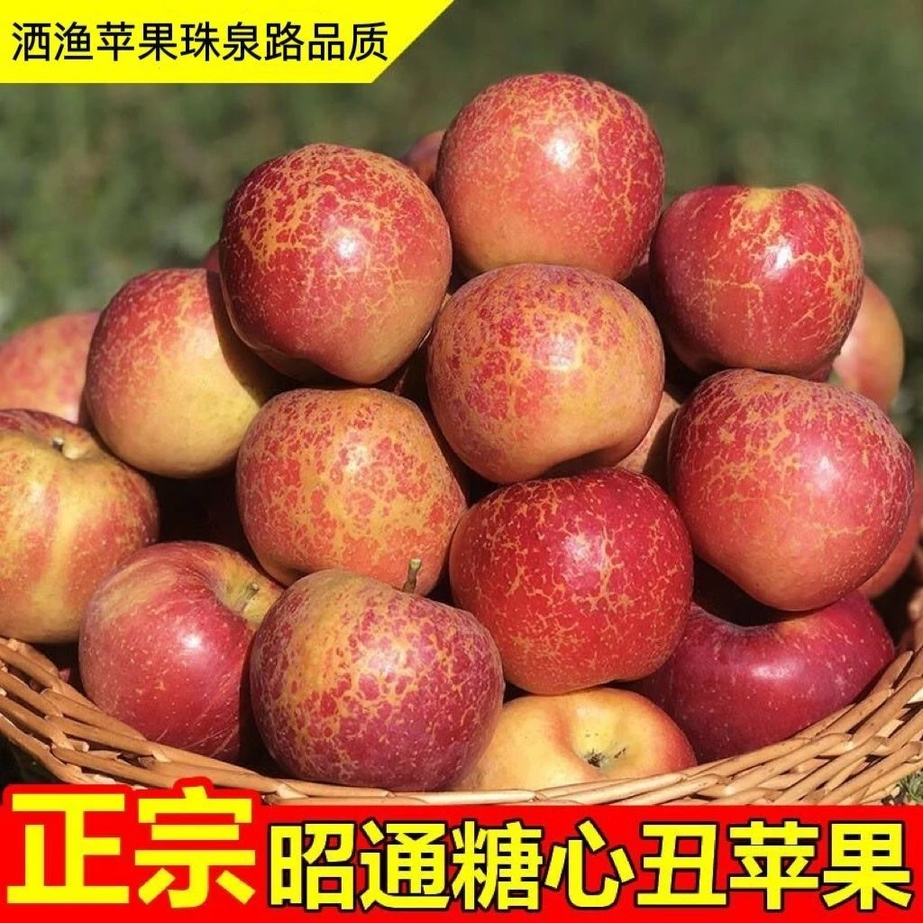 2025年云南昭通丑苹果新鲜昭通市冰糖心红露富士苹果水果当季整箱