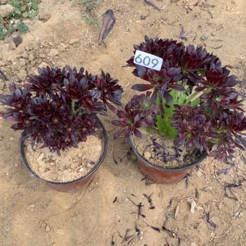 信**定两颗黑法师缀朵朵一物一拍