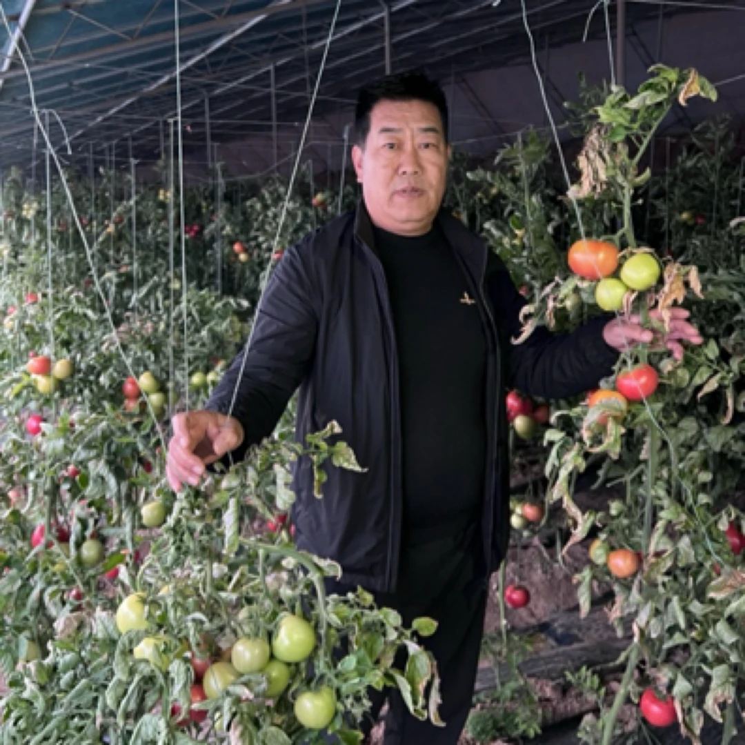 本地山土地种植西红柿，口感西红柿，炒着吃，伴着吃 绝佳