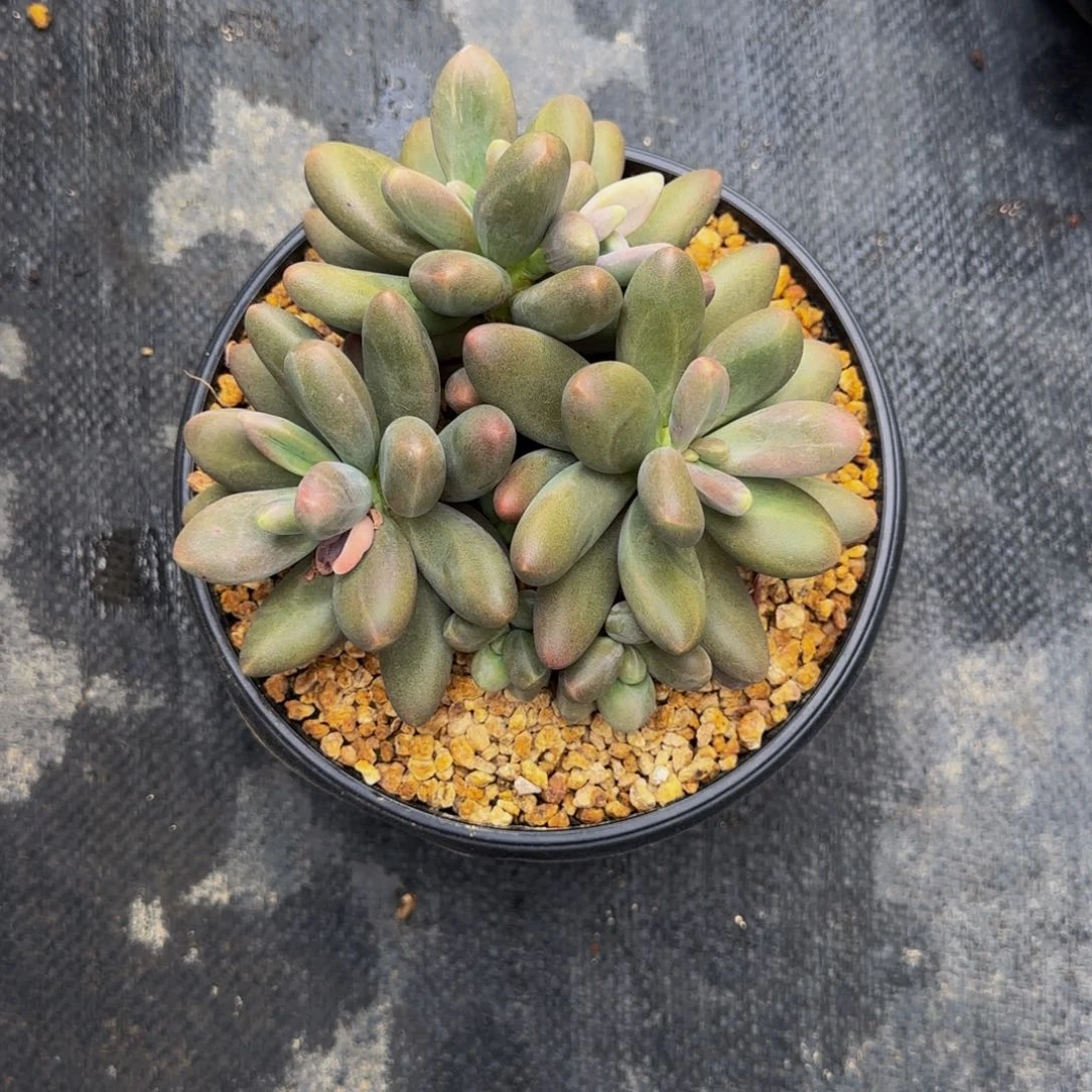 无花朵夕*?1447。     糖果美人群生。