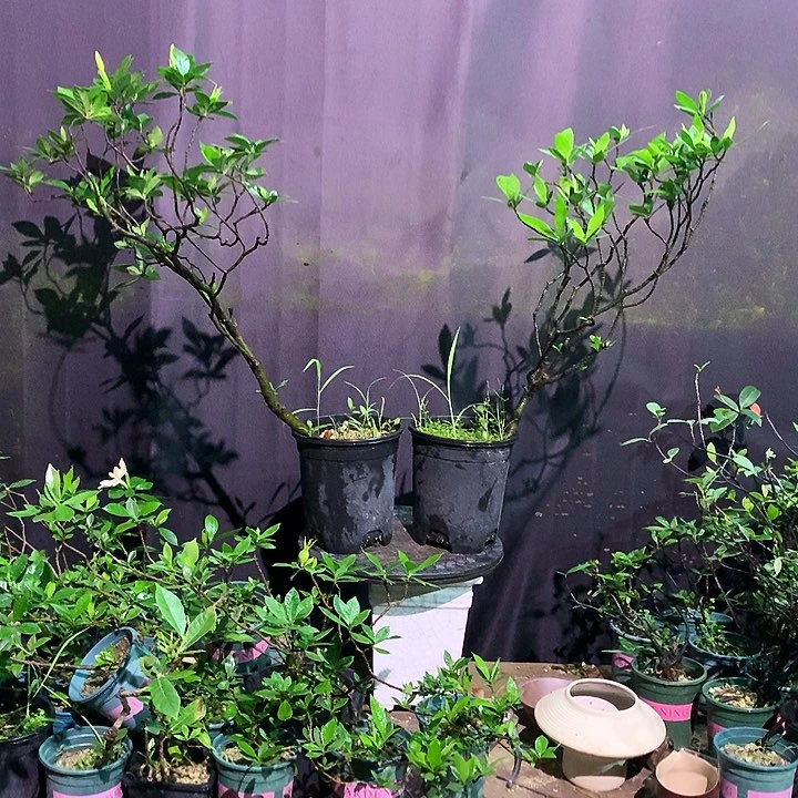 当前无花栽培后可以开花秋*