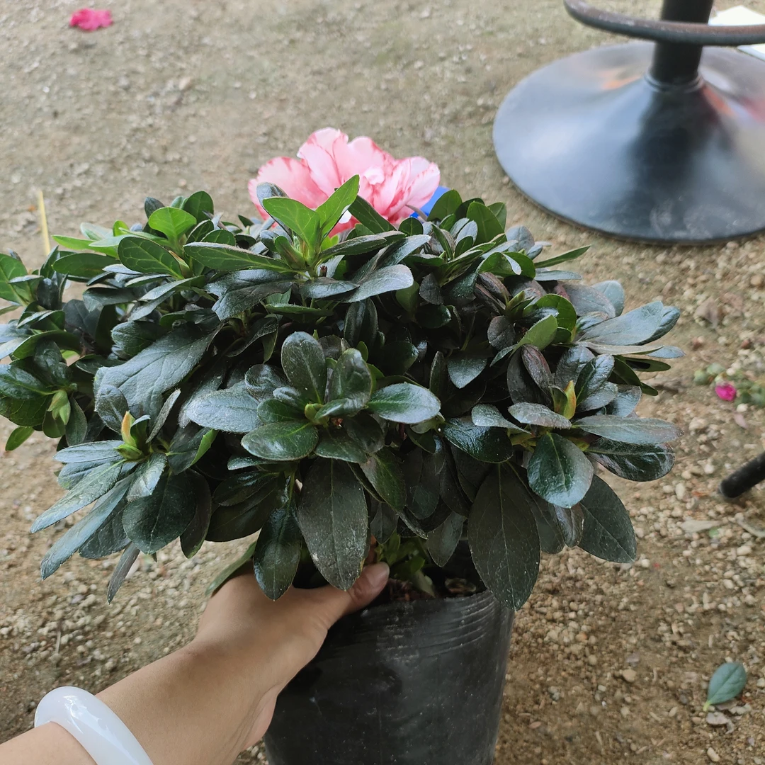 大颗带花苞杜鹃花盆栽四季开花室内外阳台好养易活花卉