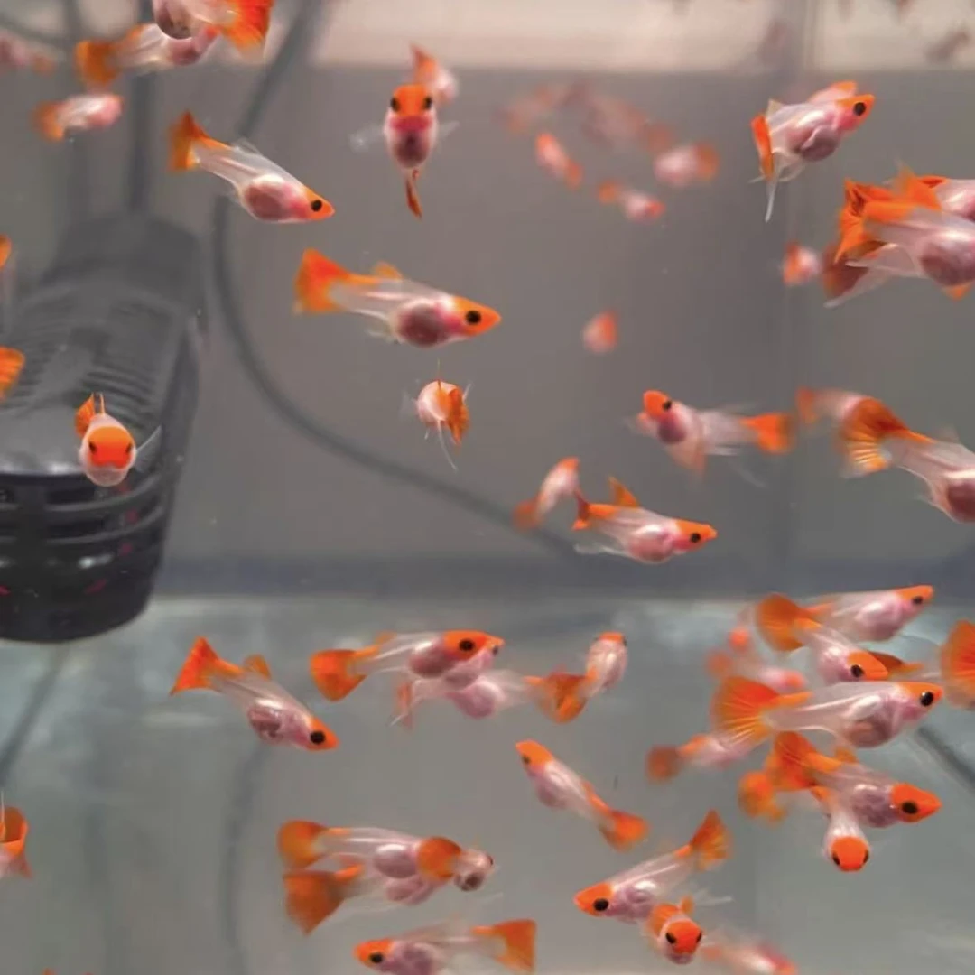 深海蓝贵族玻璃猫