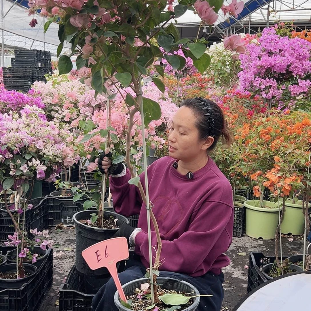 河***司大部分花苞少量开放E6暗斑丽人
