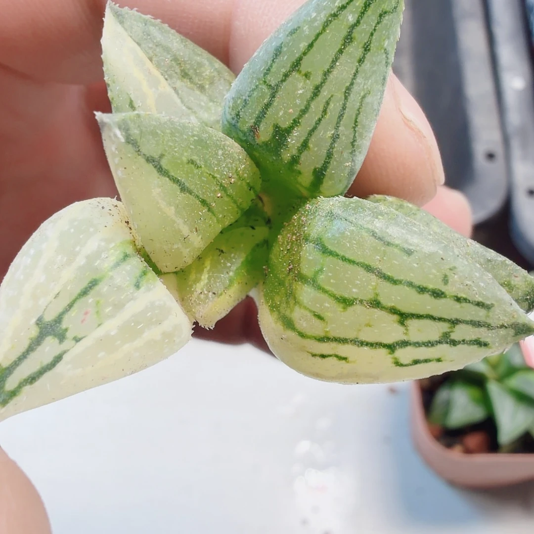 食***味十二卷福利锦不知道什么名字