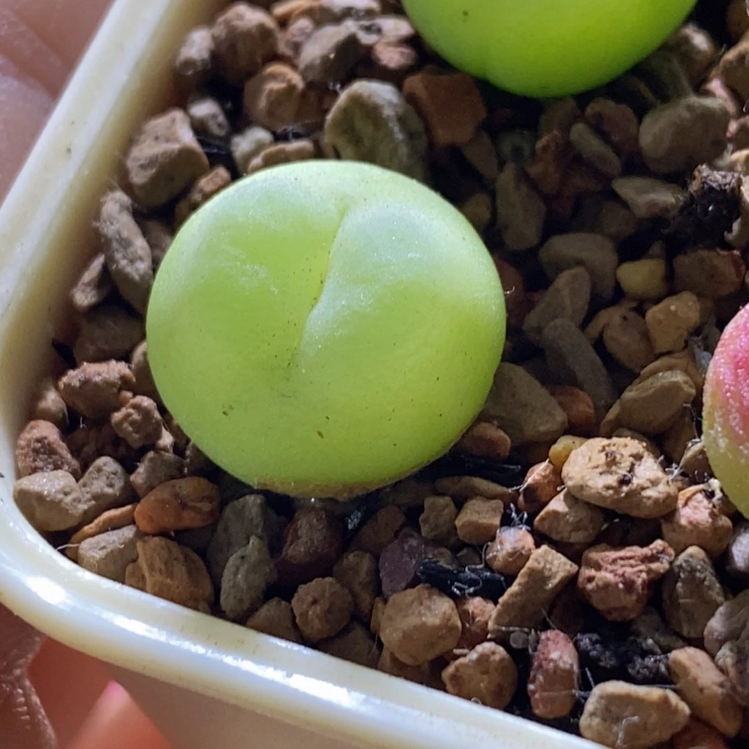 1.4厘米 干养登登子