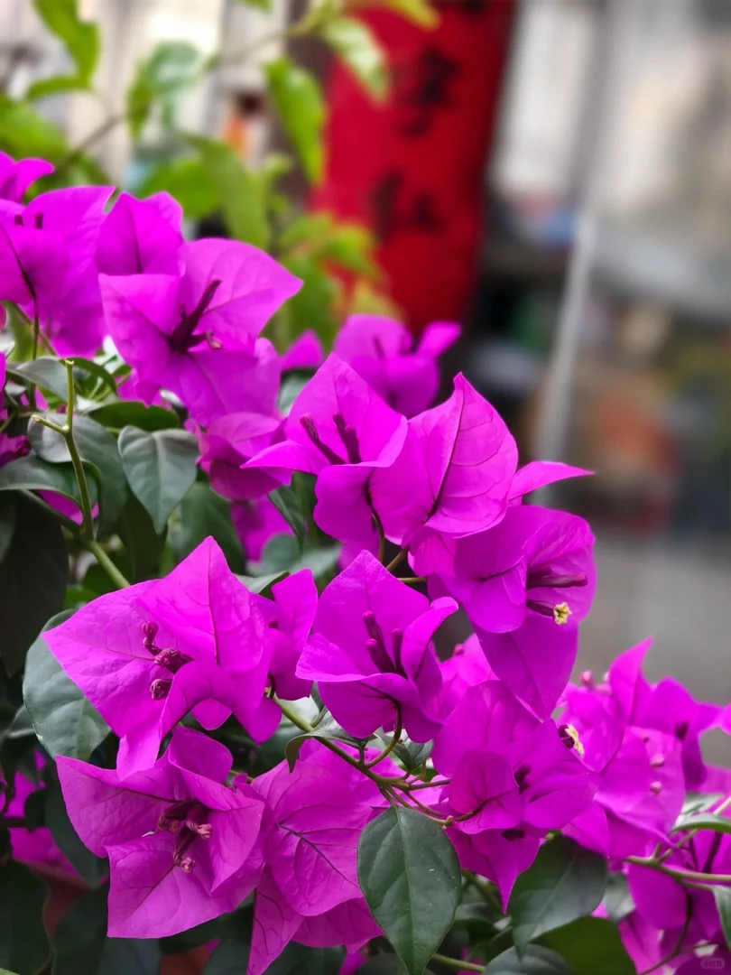 珍品【云南紫】三角梅盆栽绿植花卉四季勤花阳台庭院爬藤飘枝