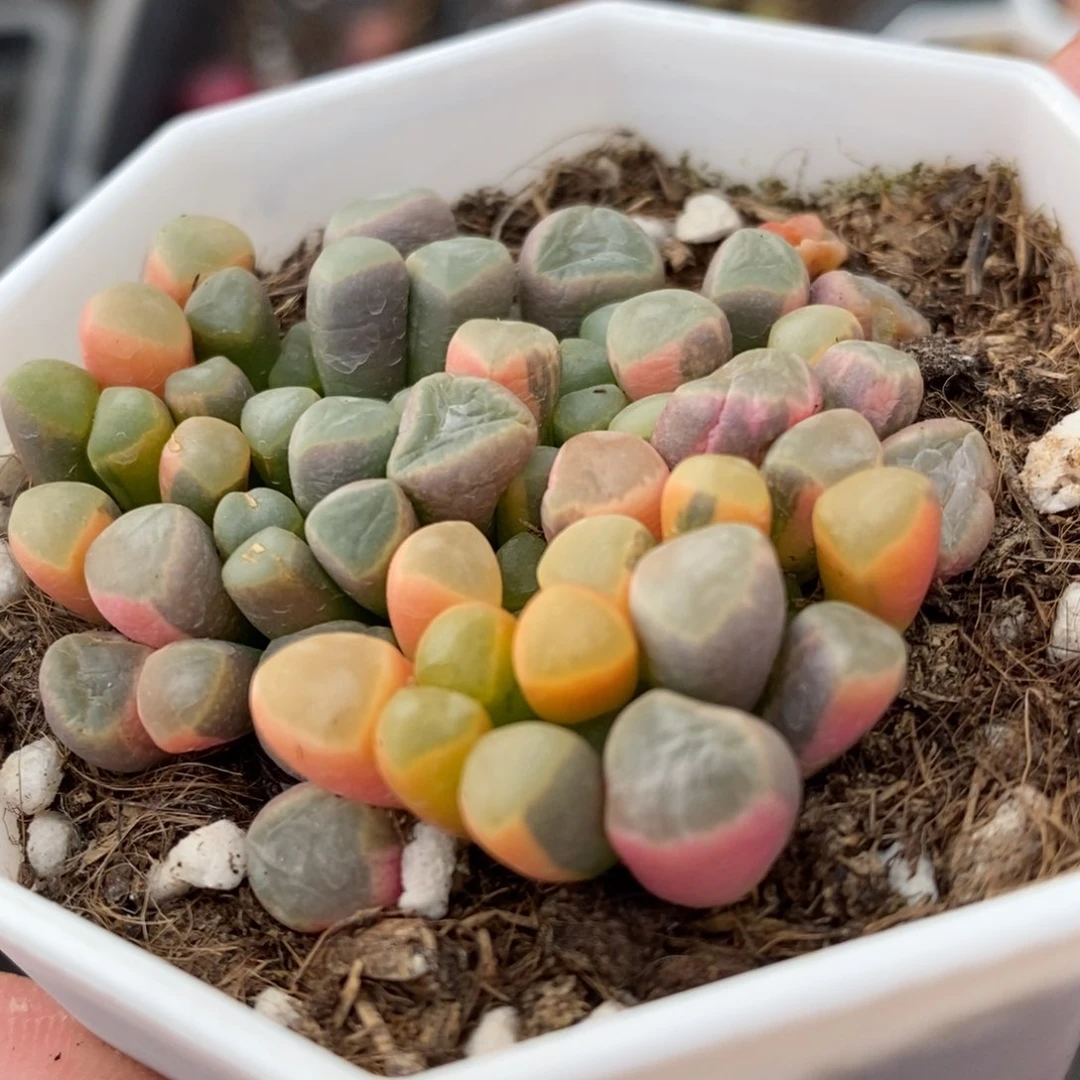 1123五十铃玉锦一颗