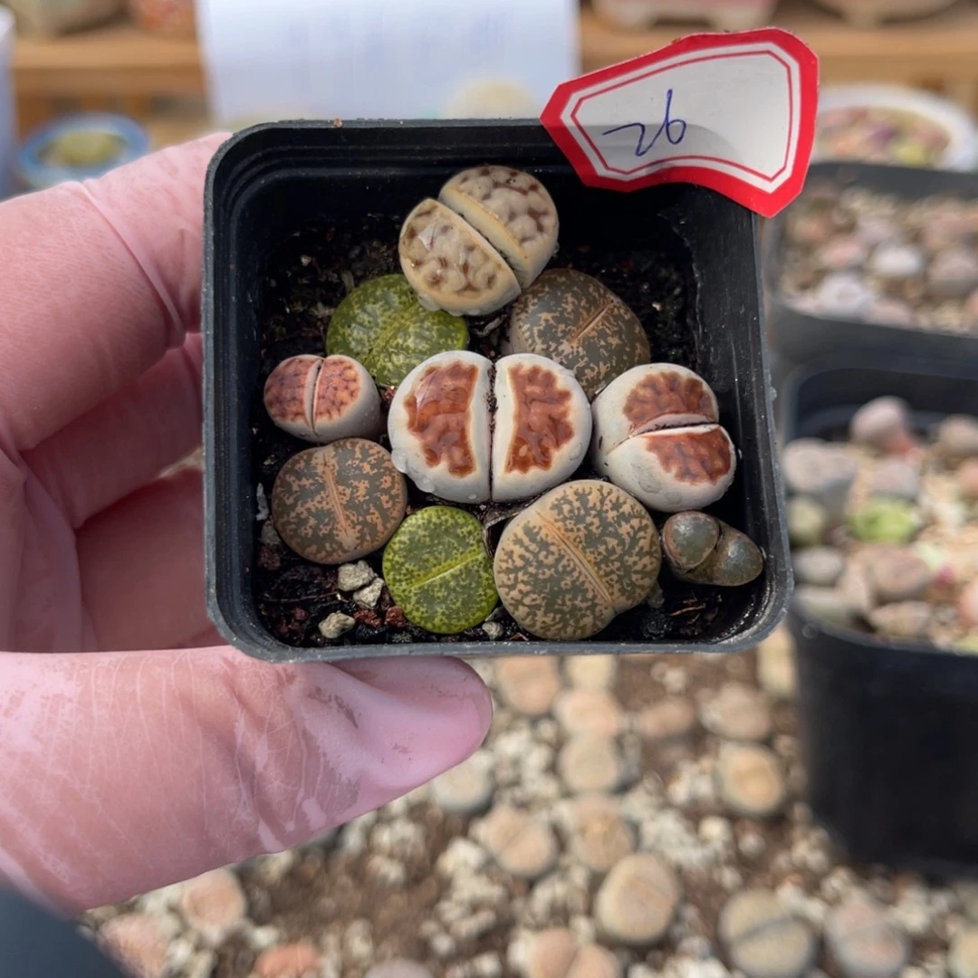 多肉植物一物一拍26