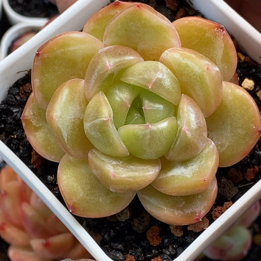 天官赐福百无禁忌