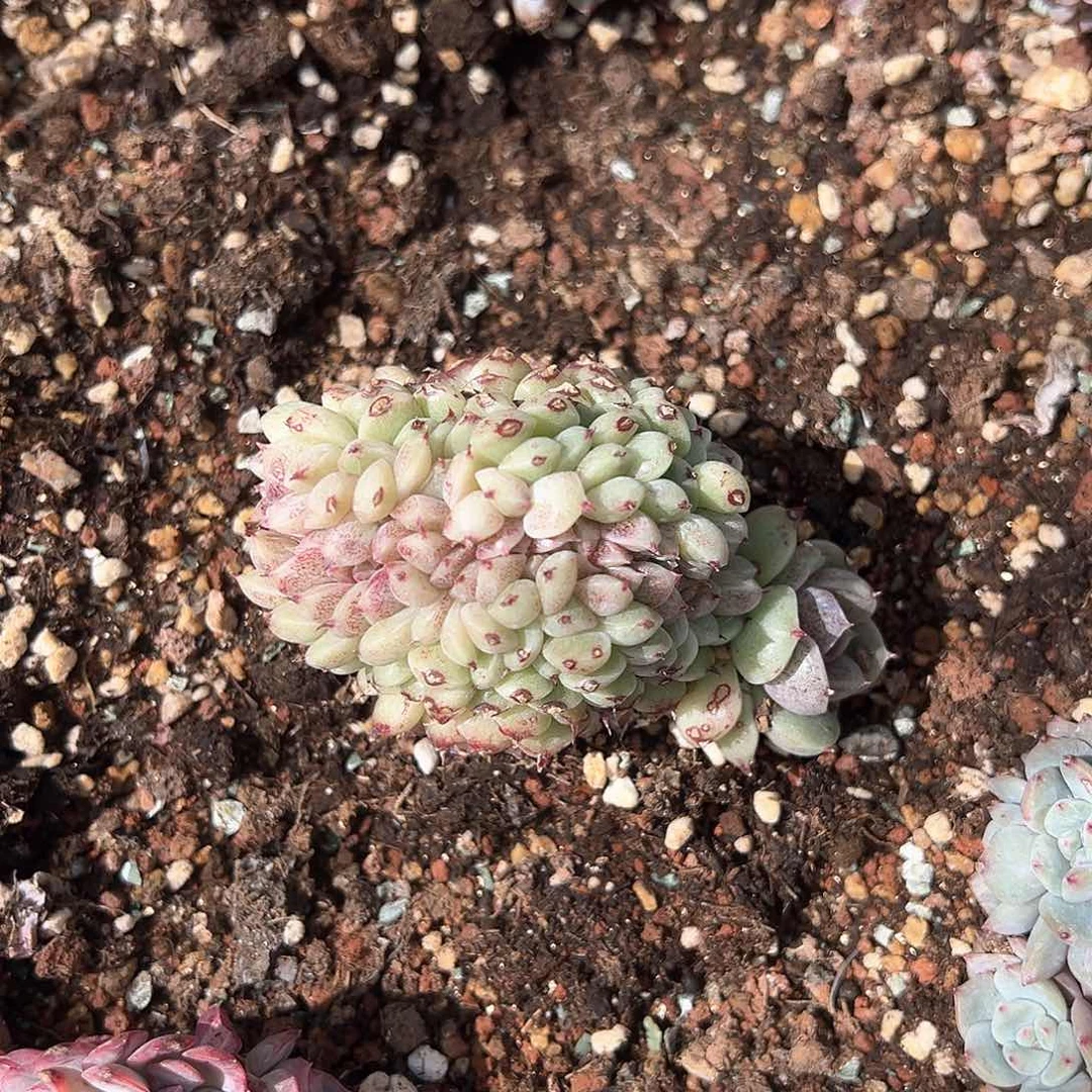 桐莹专拍赤水晶缀化