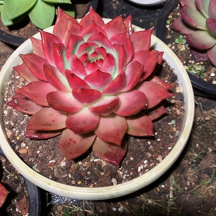 美肉特价活动开始啦