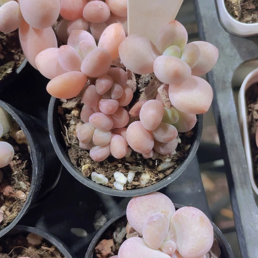 榆*红洛神w062一物一拍