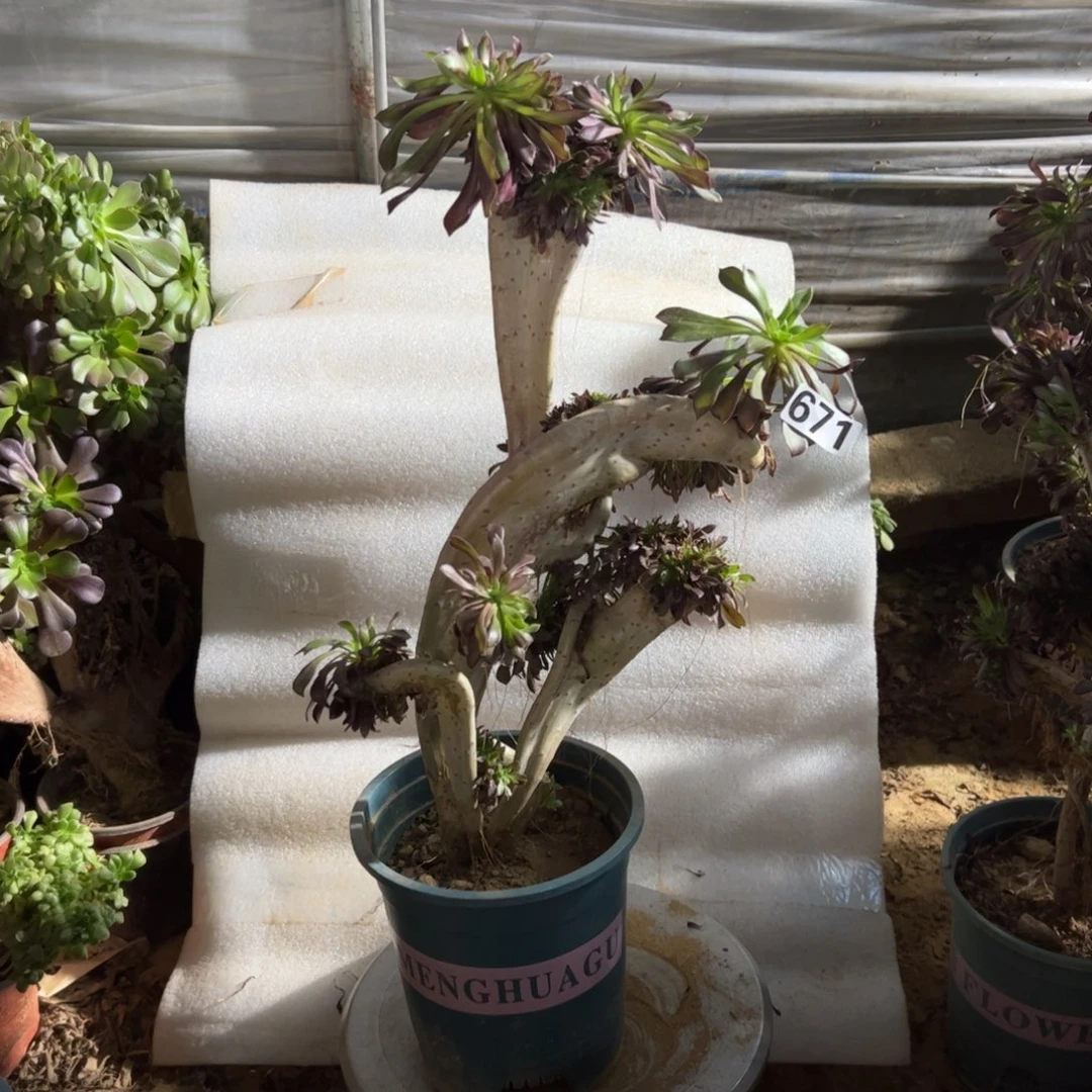 炫***肉有伤黑缀671高度40厘米