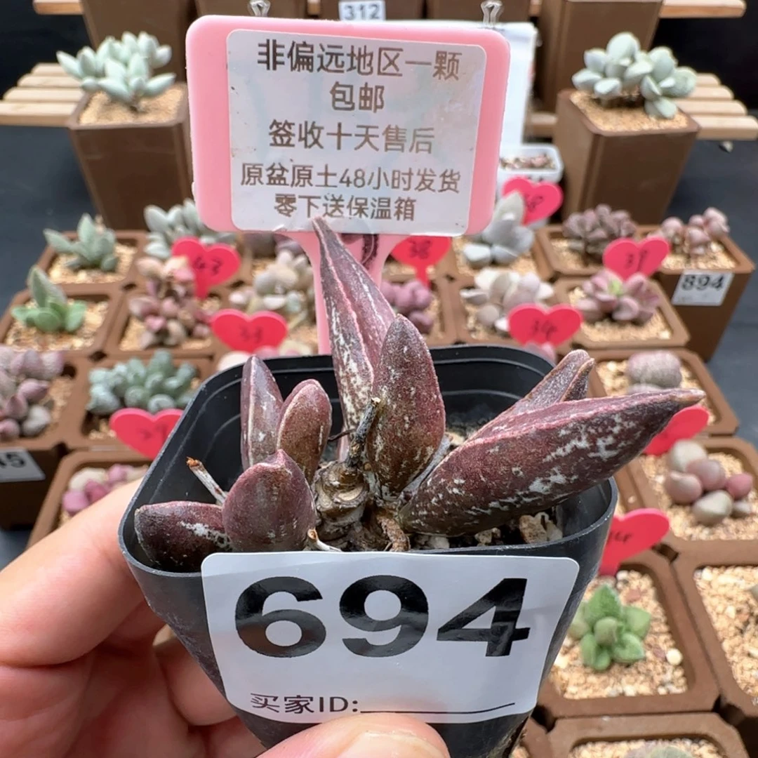 694黑肌楞叶多肉植物