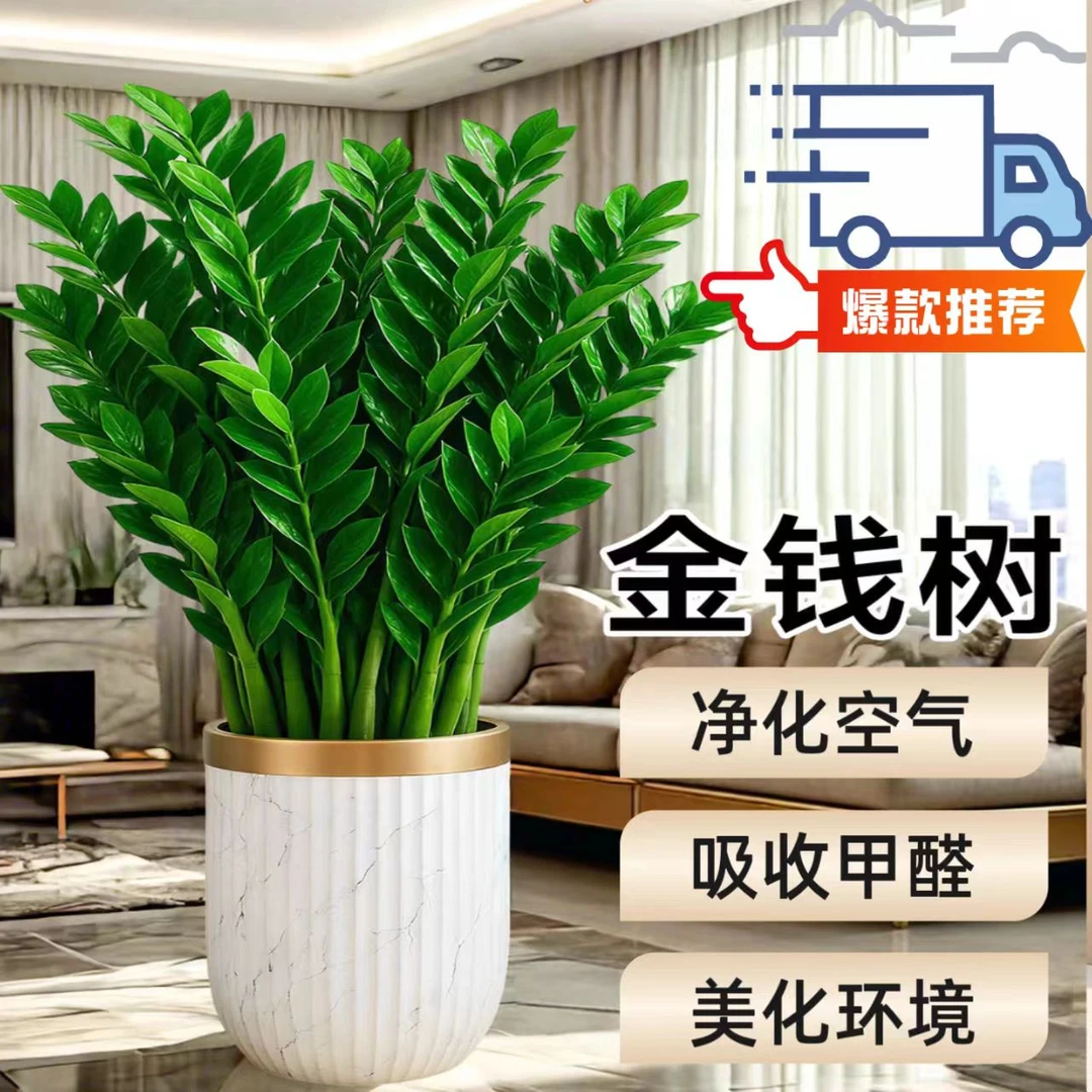 大型超巨金钱树摇钱树净化空气适合室内盆栽植物室内高级感圆叶