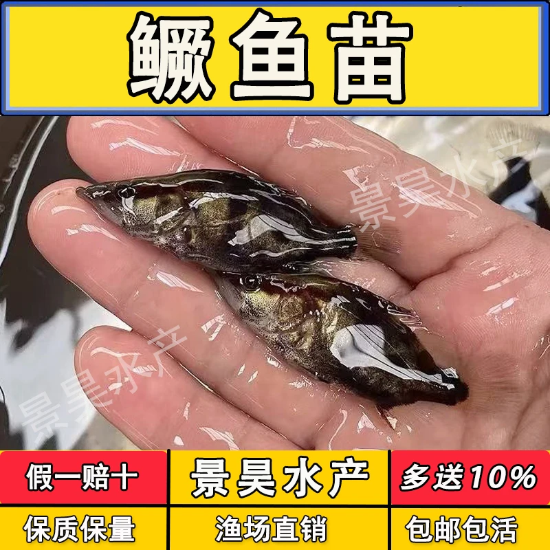 鳜鱼苗桂花鱼苗淡水养殖食用翘嘴鳜大眼鳜斑鳜鱼活体鳌花鱼季花鱼
