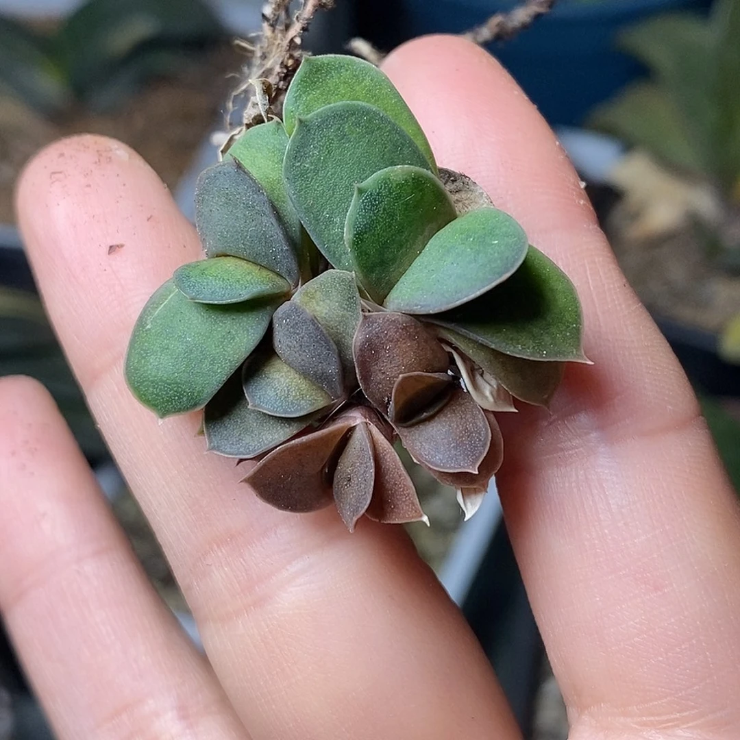 不带盆脱土裸根发货