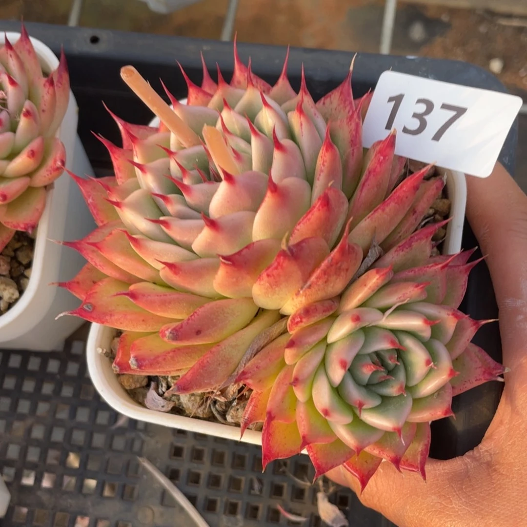 137托斯卡纳利双头